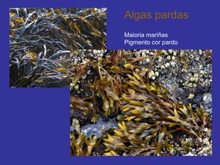 Algas pardas Maioria mariñas Pigmento cor pardo 