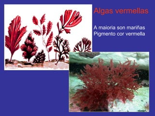 Algas vermellas A maioria son mariñas Pigmento cor vermella 