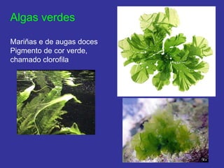 Algas verdes Mariñas e de augas doces Pigmento de cor verde,  chamado clorofila 