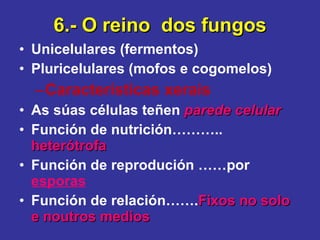 6.- O reino  dos fungos Unicelulares (fermentos) Pluricelulares (mofos e cogomelos) Características xerais As súas células teñen  parede celular Función de nutrición………..  heterótrofa Función de reprodución ……por  esporas Función de relación……. Fixos no solo e noutros medios 