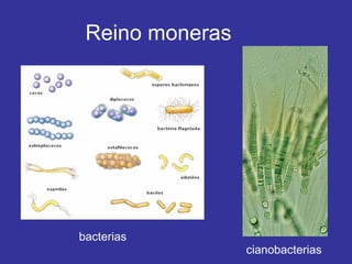 Reino moneras cianobacterias bacterias 