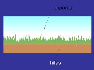 hifas esporas 