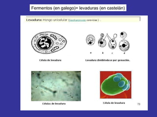 Fermentos (en galego)= levaduras (en castelán) 
