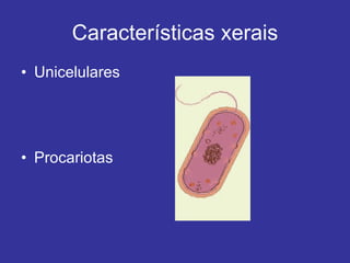 Características xerais Unicelulares Procariotas 
