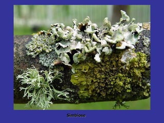 Simbiose 