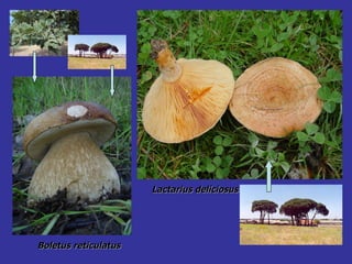 Boletus reticulatus Lactarius deliciosus 