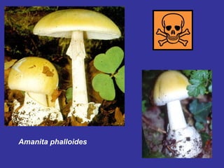 Amanita   phalloides 
