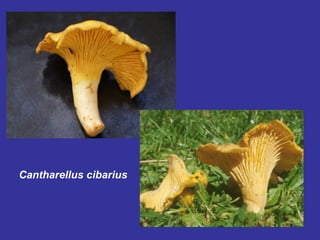 Cantharellus cibarius 