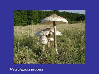 Macrolepiota procera 