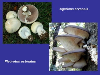 Agaricus arvensis Pleurotus ostreatus 