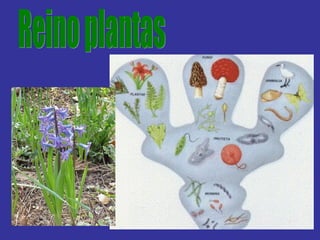 Reino plantas 