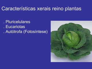 Características xerais reino plantas . Pluricelulares . Eucariotas . Autótrofa (Fotosíntese) 
