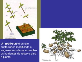 Un  tubérculo  é un talo subterráneo modificado e engrosado onde se acumulan os nutrientes de reserva para a planta.  