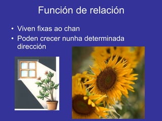 Función de relación Viven fixas ao chan Poden crecer nunha determinada dirección 