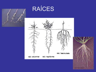 RAÍCES 