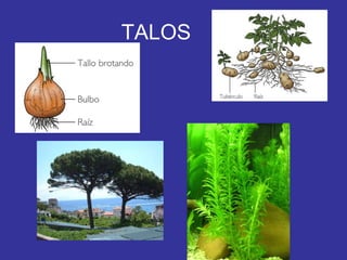 TALOS 