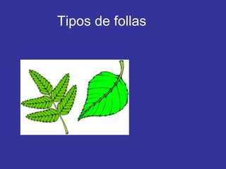 Tipos de follas 