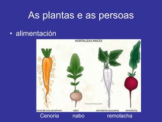 As plantas e as persoas alimentación Cenoria  nabo  remolacha 