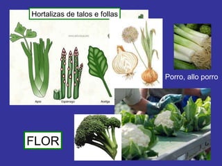Hortalizas de talos e follas Porro, allo porro FLOR 