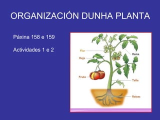 ORGANIZACIÓN DUNHA PLANTA Páxina 158 e 159 Actividades 1 e 2 