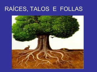 RAÍCES, TALOS  E  FOLLAS 