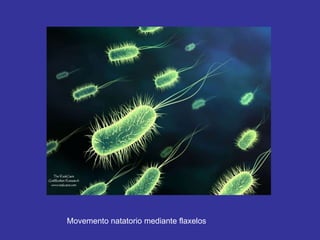 Movemento natatorio mediante flaxelos 