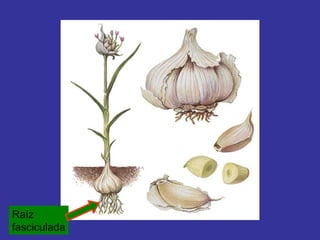 Raíz fasciculada 