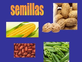 semillas 