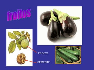 froitos FROITO SEMENTE 