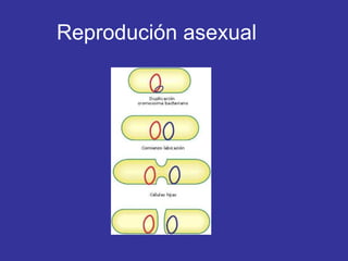Reprodución asexual 