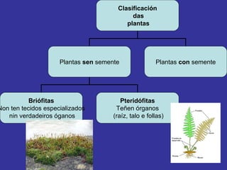 Clasificación das plantas Plantas  sen  semente Plantas  con  semente Briófitas Non ten tecidos especializados nin verdadeiros óganos Pteridófitas Teñen órganos (raíz, talo e follas) 