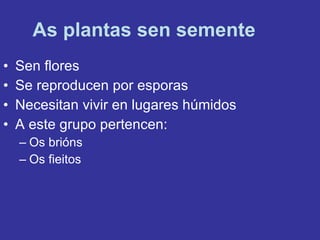 As plantas sen semente Sen flores Se reproducen por esporas Necesitan vivir en lugares húmidos A este grupo pertencen: Os brións Os fieitos 