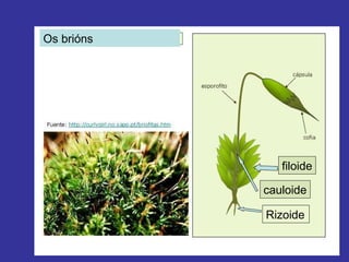 Os brións Rizoide cauloide filoide 