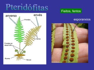 Pteridófitas Fieitos, fentos esporanxios anverso envés 