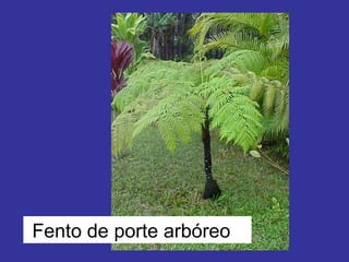 Fento de porte arbóreo 