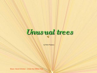 Unusual trees by Florin Popescu Music :  David Chicken - Under the Willow Tree   