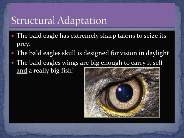 Unusual adaptations