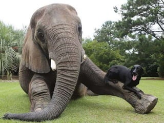 Unusual Animal Friendships that are Absolutely Adorable