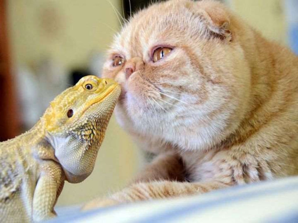 Unusual Animal Friendships that are Absolutely Adorable