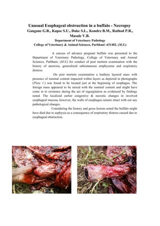 Unusual Esophageal obstruction in a buffalo - Necropsy
Gangane G.R., Kapse S.U., Dake S.L., Kondre B.M., Rathod P.R.,
Musale V.B.
Department of Veterinary Pathology
College of Veterinary & Animal Sciences, Parbhani -431402. (M.S.)
A carcass of advance pregnant buffalo was presented to the
Department of Veterinary Pathology, College of Veterinary and Animal
Sciences, Parbhani, (M.S.) for conduct of post mortem examination with the
history of anorexia, generalized subcutaneous emphysema and respiratory
distress.
On post mortem examination a leathery layered mass with
presence of ruminal content impacted within layers as depicted in photographs
(Plate 1.) was found to be located just at the beginning of esophagus. The
foreign mass appeared to be mixed with the ruminal content and might have
come in to existence during the act of regurgitation as evidenced by findings
noted. The localized earlier congestive & necrotic changes in involved
esophageal mucosa, however, the walls of esophagus remain intact with out any
pathological changes.
Considering the history and gross lesions noted the buffalo might
have died due to asphyxia as a consequence of respiratory distress caused due to
esophageal obstruction.
 