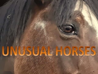 UNUSUAL HORSES 