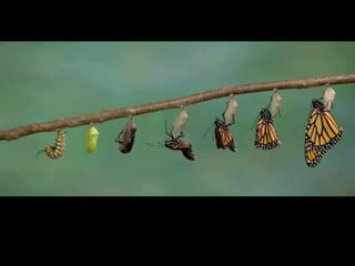 Unusual pics08 2012-0phyl1