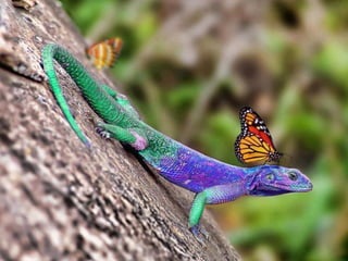 Unusual pics08 2012-0phyl1