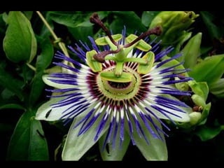 Unusual pics08 2012-0phyl1