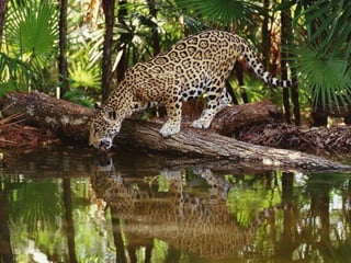 Unusual pics08 2012-0phyl1