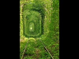 Unusual pics08 2012-0phyl1