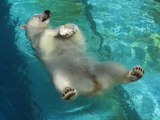 Unusual pics08 2012-0phyl1