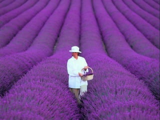Unusual pics08 2012-0phyl1