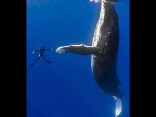 Unusual pics08 2012-0phyl1