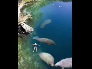 Unusual pics08 2012-0phyl1